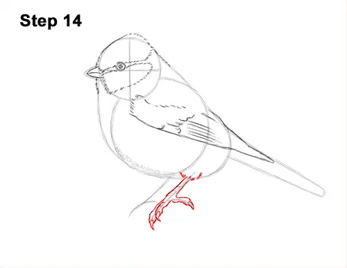 How to Draw a Eurasian Blue Tit Bird 14