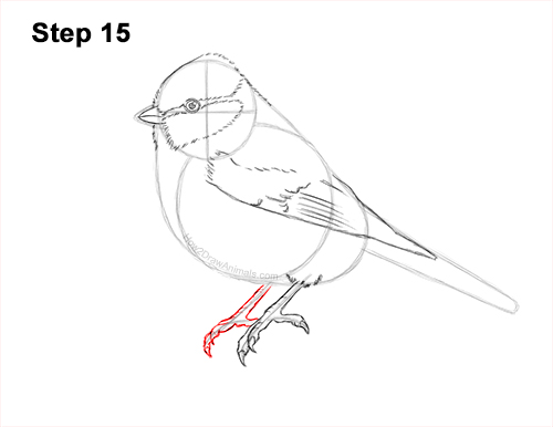 How to Draw a Eurasian Blue Tit Bird 15