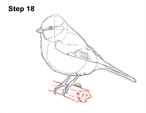 How to Draw a Eurasian Blue Tit Bird 18