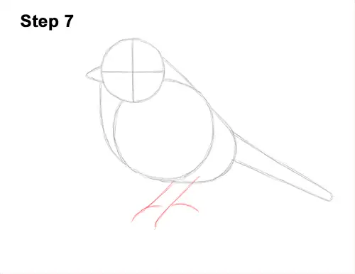 How to Draw a Eurasian Blue Tit Bird 7
