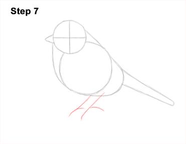 How to Draw a Blue Jay VIDEO & Step-by-Step Pictures