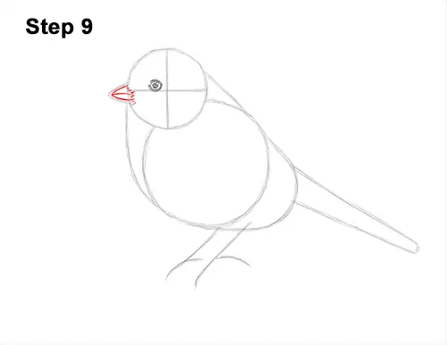 How to Draw a Eurasian Blue Tit Bird 9