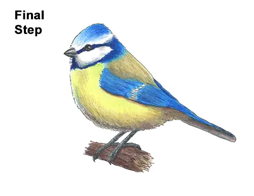 How to Draw a Eurasian Blue Tit Bird