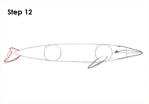 Draw a Blue Whale 12