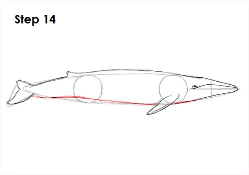 Draw a Blue Whale 14