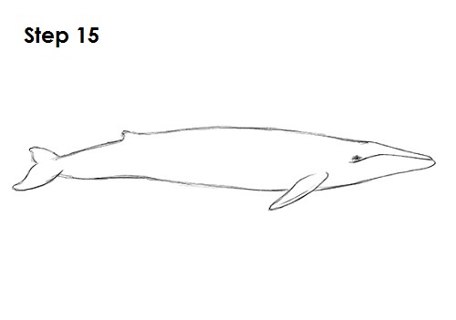 Draw a Blue Whale 15