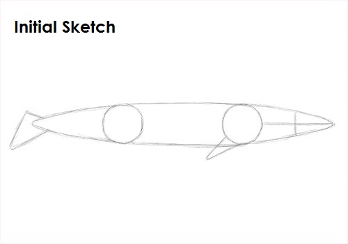 Draw a Blue Whale Sketch