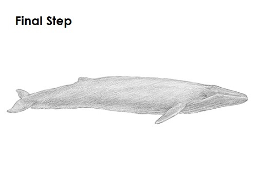 Draw a Blue Whale