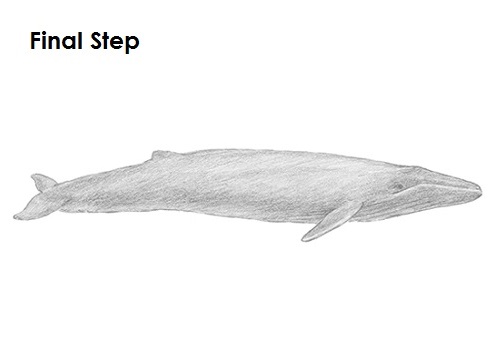 Whale Sketch Hand Drawn Doodle Style Sea Animal Stock Photo by ©BigJoy  672135814