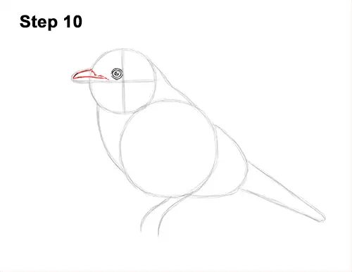 How to Draw Eastern Western Bluebird Bird 10