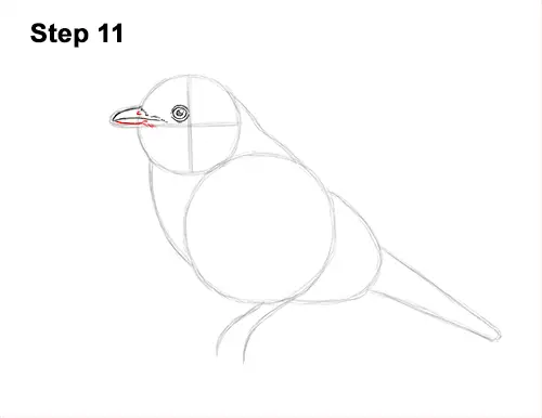 How to Draw Eastern Western Bluebird Bird 11