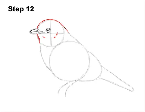 How to Draw Eastern Western Bluebird Bird 12