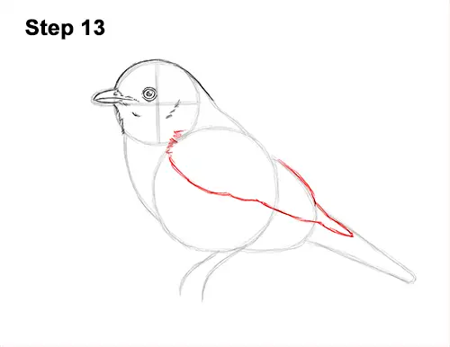 How to Draw Eastern Western Bluebird Bird 13