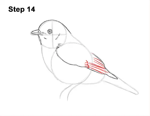 How to Draw Eastern Western Bluebird Bird 14
