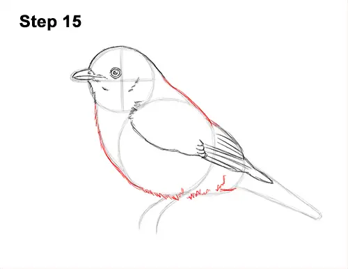 How to Draw Eastern Western Bluebird Bird 15