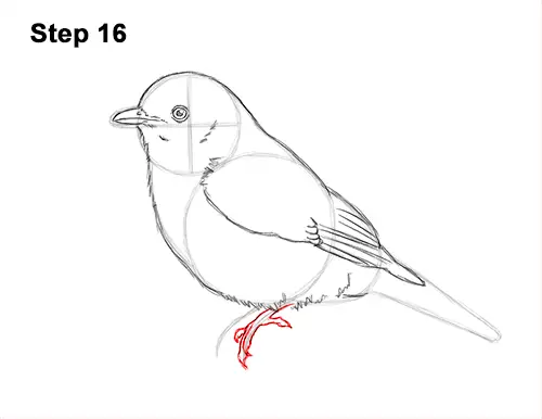 How to Draw Eastern Western Bluebird Bird 16