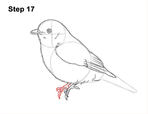 How to Draw Eastern Western Bluebird Bird 17
