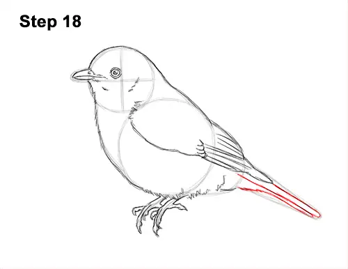 How to Draw Eastern Western Bluebird Bird 18