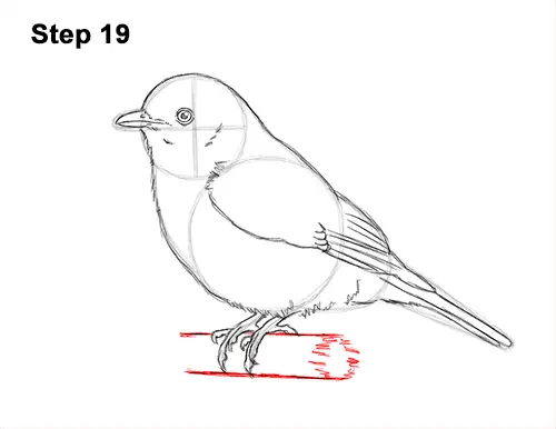 How to Draw Eastern Western Bluebird Bird 19