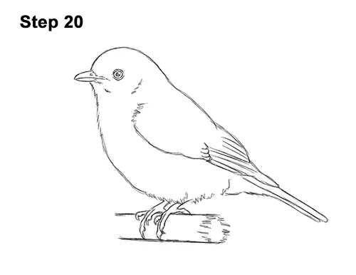 How to Draw Eastern Western Bluebird Bird 20