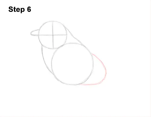 How to Draw Eastern Western Bluebird Bird 6