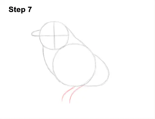 How to Draw Eastern Western Bluebird Bird 7