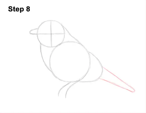 How to Draw Eastern Western Bluebird Bird 8