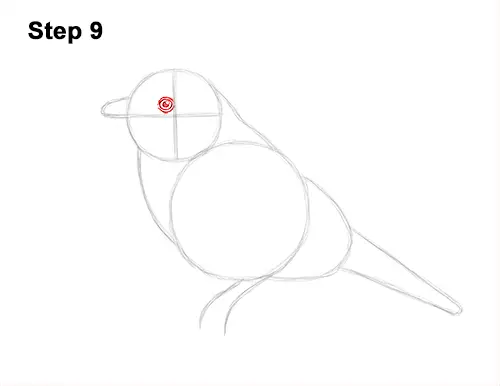 How to Draw Eastern Western Bluebird Bird 9