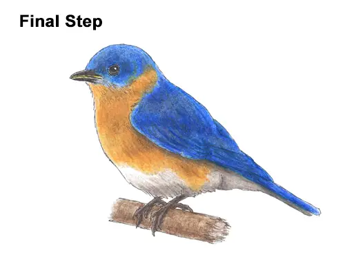How to Draw Eastern Western Bluebird Bird Color