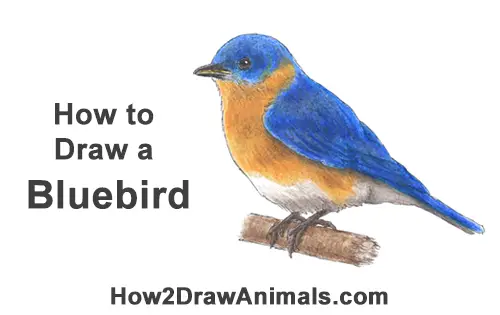 Featured image of post Bird Drawing With Colour Easy Step By Step / Some interesting and fun facts about birds: