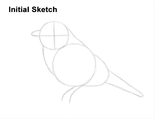 How to Draw Eastern Western Bluebird Bird Guide Lines