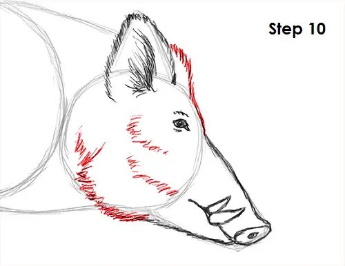 Draw Boar 10
