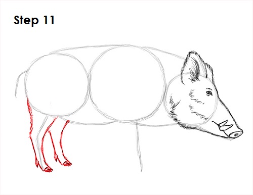 Draw Boar 11