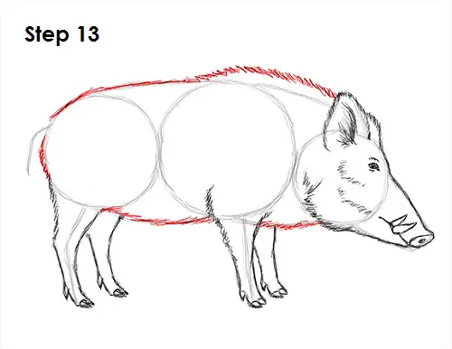 Draw Boar 13