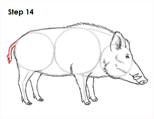 Draw Boar 14