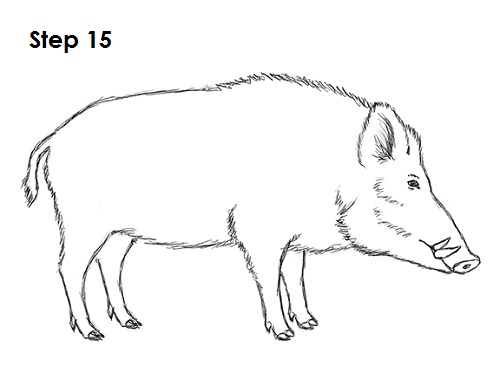 Draw Boar 15