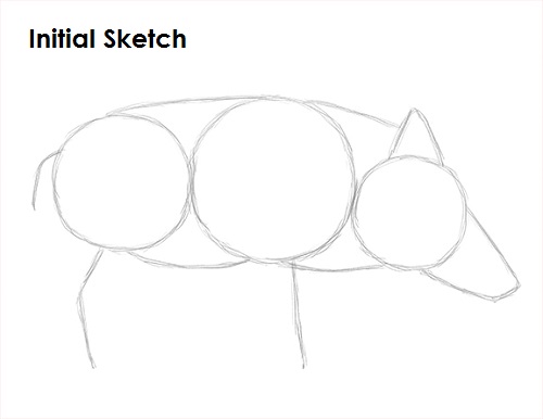 Draw Boar Sketch