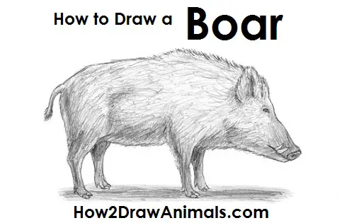 How to Draw a Wild Boar Pig Side View