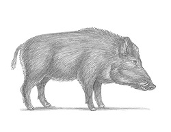 How to Draw a Wild Boar Pig Side View