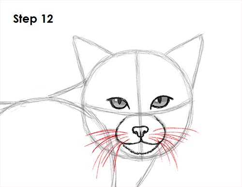 Draw Bobcat 12