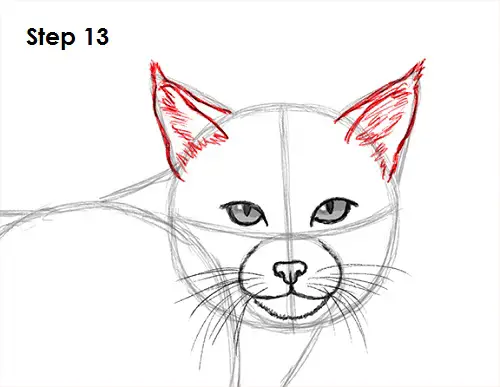 Draw Bobcat 13