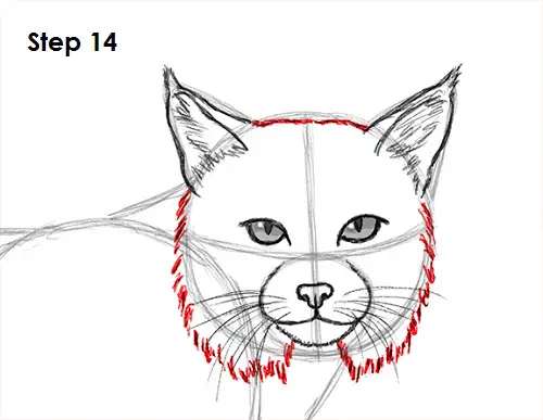 Draw Bobcat 14