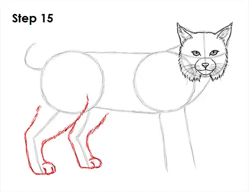 Draw Bobcat 15