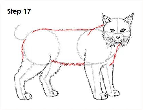 Draw Bobcat 17