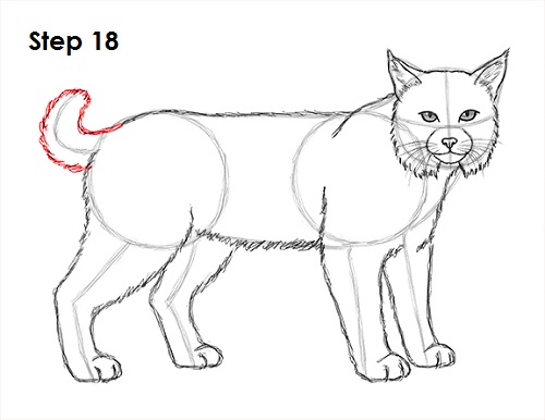 Draw Bobcat 18