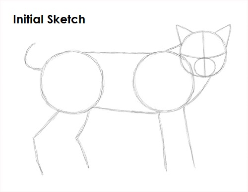 Draw Bobcat Sketch