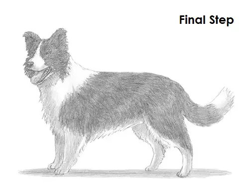 Draw a Border Collie Dog