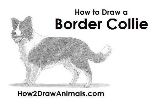 Sketch Border Collie Stock Illustrations  400 Sketch Border Collie Stock  Illustrations Vectors  Clipart  Dreamstime