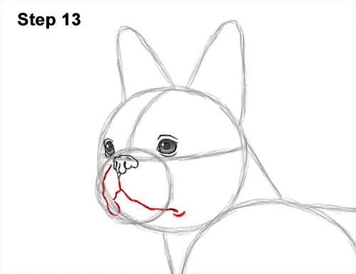 How to Draw a Boston Terrier Puppy Dog 13