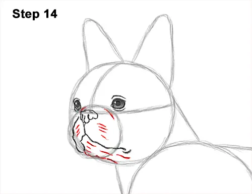 How to Draw a Boston Terrier Puppy Dog 14